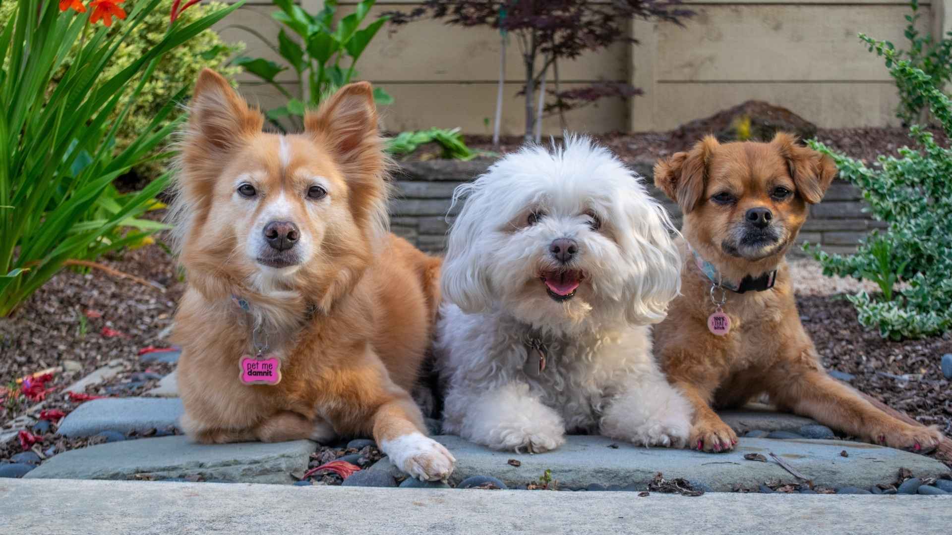 Dog Hotel Reservation (Short Term)